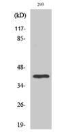 TFIID Polyclonal Antibody