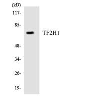 TFIIH p62 Polyclonal Antibody