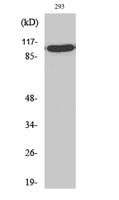 TFIIIC102 Polyclonal Antibody