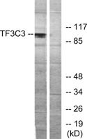 TFIIIC102 Polyclonal Antibody