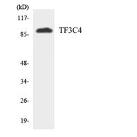 TFIIIC90 Polyclonal Antibody