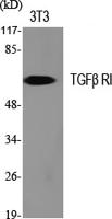 TGFβ RI Polyclonal Antibody