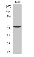 TGFβ RI Polyclonal Antibody