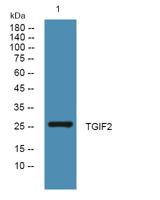 TGIF2 Polyclonal Antibody