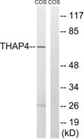 THAP4 Polyclonal Antibody