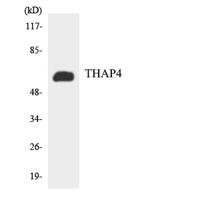 THAP4 Polyclonal Antibody