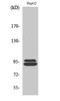 THC2 Polyclonal Antibody