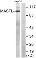 THC2 Polyclonal Antibody