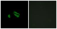 FPRL2 Polyclonal Antibody