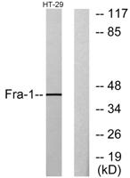 Fra-1 Polyclonal Antibody