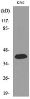 Fractalkine Polyclonal Antibody