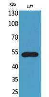 Fractalkine Receptor Polyclonal Antibody