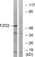 Frizzled-2 Polyclonal Antibody