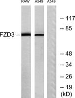 Frizzled-3 Polyclonal Antibody