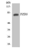 Frizzled-3 Polyclonal Antibody