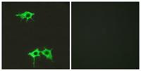 Frizzled-4 Polyclonal Antibody