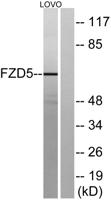 Frizzled-5 Polyclonal Antibody