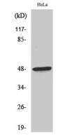 Thrombin R Polyclonal Antibody