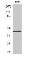 TBX10 Polyclonal Antibody