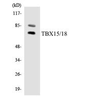 TBX15/18 Polyclonal Antibody