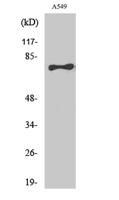 TBX2/3 Polyclonal Antibody