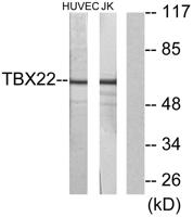 TBX22 Polyclonal Antibody