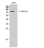 T-cadherin Polyclonal Antibody