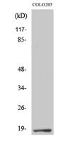 TCEAL1 Polyclonal Antibody