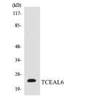 TCEAL6 Polyclonal Antibody