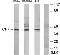 TCF-1 Polyclonal Antibody