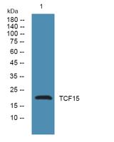 TCF15 Polyclonal Antibody