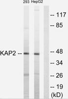 PKA IIα reg Polyclonal Antibody