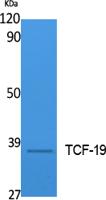 TCF-19 Polyclonal Antibody