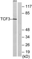 TCF-3 Polyclonal Antibody