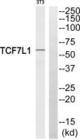 TCF-3 Polyclonal Antibody