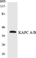 PKAα/β Polyclonal Antibody