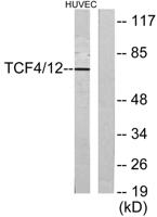 TCF-4/12 Polyclonal Antibody