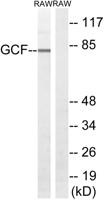 TCF-9 Polyclonal Antibody