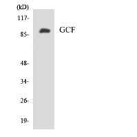 TCF-9 Polyclonal Antibody