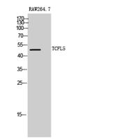 TCFL5 Polyclonal Antibody