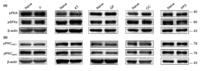 PKAα/β/γ Polyclonal Antibody