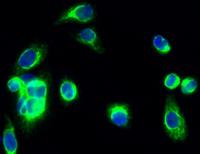 PKAα/β/γ Polyclonal Antibody