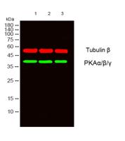 PKAα/β/γ Polyclonal Antibody