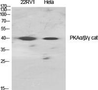 PKAα/β/γ Polyclonal Antibody