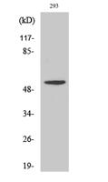 TDE1 Polyclonal Antibody