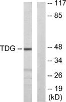 TDG Polyclonal Antibody