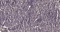 TDG Polyclonal Antibody