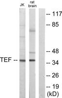 TEF Polyclonal Antibody