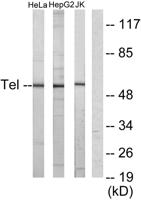 TEL Polyclonal Antibody