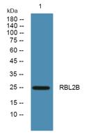 RBL2B Polyclonal Antibody